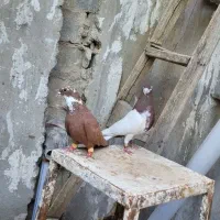 چپ سرخ و مخمل سرخ