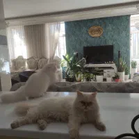 بچه گربه پرشین|گربه|نیشابور, میدان حافظ|دیوار