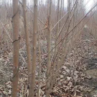 فروش انواع نهال پیوندی و اصلاح شده|خدمات باغبانی و درختکاری|سنندج, |دیوار