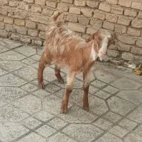 بزغاله نر