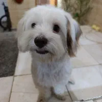 سگ گمشده محدوده امامزاده