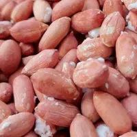 بادام زمینی آستانه|عمده‌فروشی|کیاشهر, |دیوار