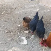 سه عدد مرغ تخمی