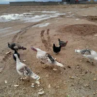 فروش بوقلمون