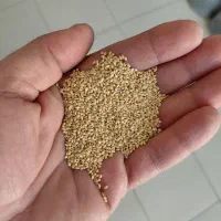 تخم کتان اردبیلی و ارزن سفید تازه