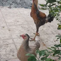 خروس و مرغ لاری و یه مرغ محلی بندر لنگه|حیوانات مزرعه|بندرلنگه, |دیوار