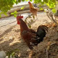 مرغ و خروس|حیوانات مزرعه|جیرفت, |دیوار