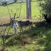 سه عدد الاغ فروشی دو ماده یک نره کره|حیوانات مزرعه|توتکابن, |دیوار