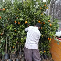 فروش نهال مرکبات باردار و غیرباردار نهال سیاه ریشه|خدمات باغبانی و درختکاری|قائم‌شهر, |دیوار