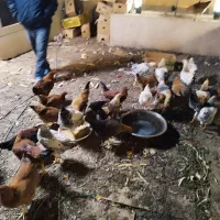 مرغ خروس|حیوانات مزرعه|اندیشه, اندیشه فاز ۵|دیوار