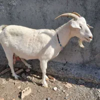 بز سانن شیری