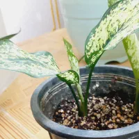 گل آگلونما .پاجوش