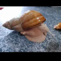 فروش حلزون مولد و بچه حلزون 5ماه و 3ماه