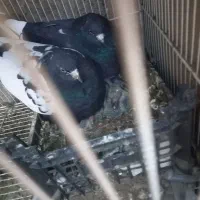 کبوتر|حراج|قائن, |دیوار