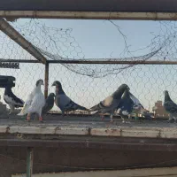 یک چخ کفتربوم|پرنده|مشهد, کوی دروی|دیوار