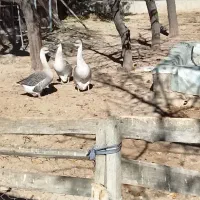 قوغاز خاکستری نر|حیوانات مزرعه|رزن, |دیوار