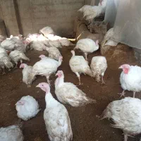 بوقلمون کشتاری بیوتی