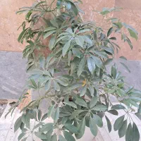 گل شفلرا|گل و گیاه طبیعی|اردبیل, |دیوار