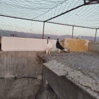 شهری کبوتر|پرنده|فسا, |دیوار