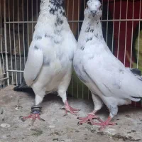 کبوتر نروماده پرشی|پرنده|قم, چهل اختران|دیوار