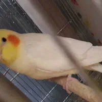 عروس هلندی نر