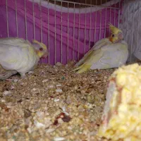 عروس هلندی جفت به ضمانت تخم جوجه