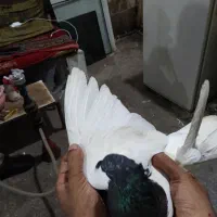 کله سیاه نر مست معاوضه با دم سفید|پرنده|اهواز, فاز ۱ پادادشهر|دیوار