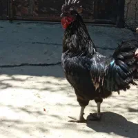 خروس آیام سمانی(اصیل)، خروس سیاه