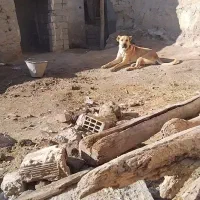 سگ سرابی ۲ساله|سگ|هشترود, |دیوار