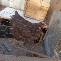 جوجه و مرغ|حیوانات مزرعه|اندیمشک, |دیوار