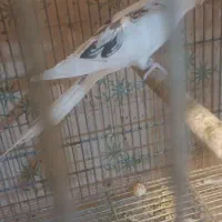 فروش ماده دوکت آلبینو مولد|پرنده|اردستان, |دیوار