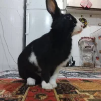 خرگوش