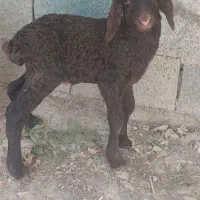 بره علفخور بره شیری بره میش وبره میش بره