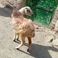 1عدد میش درگ گلگی لاغر قیمت مناسب فروشی