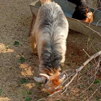 بیگ نرتخمی چاق