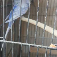 دو جفت مرغ عشق پروانه ای