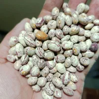 لوبیا چیتی درجه یک|خوردنی و آشامیدنی|قره چای, |دیوار