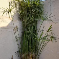 گل مردابی سرحال بزرگ