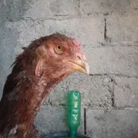 مرغ لاری اصل|حیوانات مزرعه|دینور, |دیوار