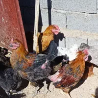 فروش ۵۰ عدد مرغ و خروس به صورت یکجا