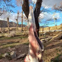 بزغاله پرورار