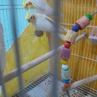 جفت مولد روی تخم و عروس دستی|پرنده|مشهد, شهید علی محمدی|دیوار