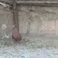 سلام نر ماده سین زرد|پرنده|کرمان, |دیوار