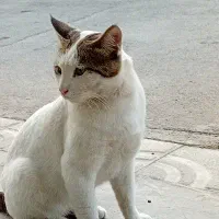 گربه پیدا کردم