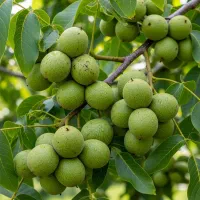 نهال توت موزی اصلاحشده ، میوه درشت و طعم خاص|خدمات باغبانی و درختکاری|فسا, |دیوار