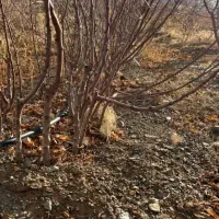 فروش انواع نهال اصلاح شده بادام پیوندی وگردو|خدمات باغبانی و درختکاری|زاینده رود, |دیوار