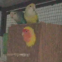 کوتوله|پرنده|بیرجند, |دیوار