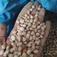 لوبیا چیتی درجه 1 امسال|خوردنی و آشامیدنی|شیراز, جوادیه|دیوار