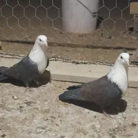 سه جفت سر سفید|پرنده|رفسنجان, |دیوار