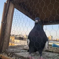 سینه ای|پرنده|اصفهان, منتظرالمهدی|دیوار